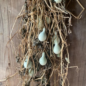 May include: A dried bundle of light green, teardrop-shaped gourds hanging from a network of brittle, tan-coloured vines. The small, smooth-skinned gourds are interspersed throughout the tangled, desiccated plant stems and dried leaves.