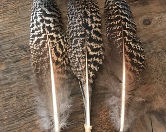 Peafowl Feather Pen Early Make Do Pen Primitive Cabin