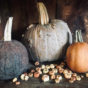 May include: Three gourds, one brown, one gray, and one orange, with a pile of dried gourd seeds in front of them.