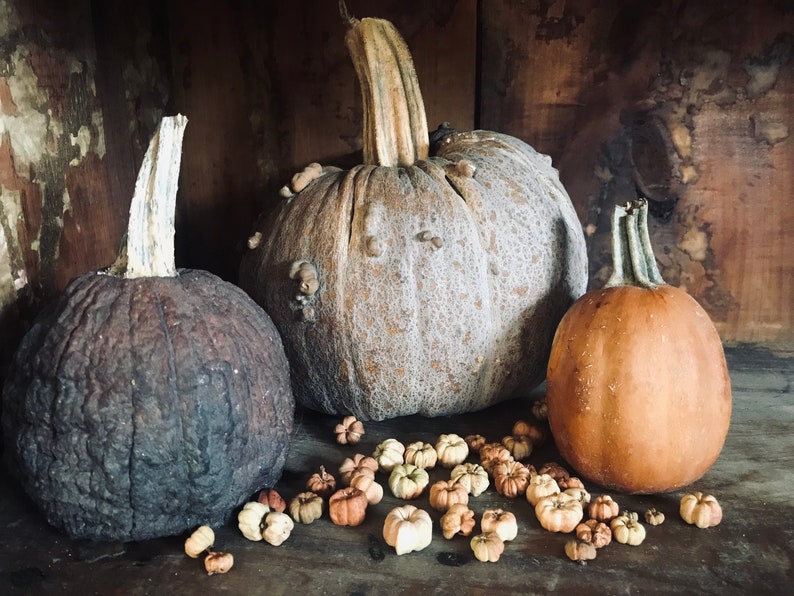 May include: Three gourds, one brown, one gray, and one orange, with a pile of dried gourd seeds in front of them.