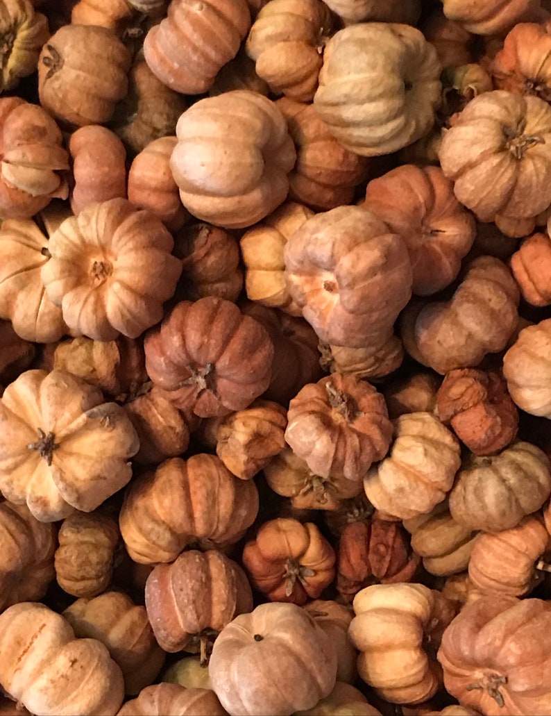 May include: A close-up image of a pile of dried, brown, and beige star anise pods.
