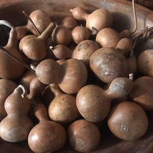 Puede incluir: Una colección de calabazas secas de varias formas y tamaños, dispuestas en un cuenco de madera. Las calabazas varían en color, desde el marrón claro hasta el marrón, algunas con tallos y formas bulbosas únicas. Destacan las formas naturales y orgánicas.