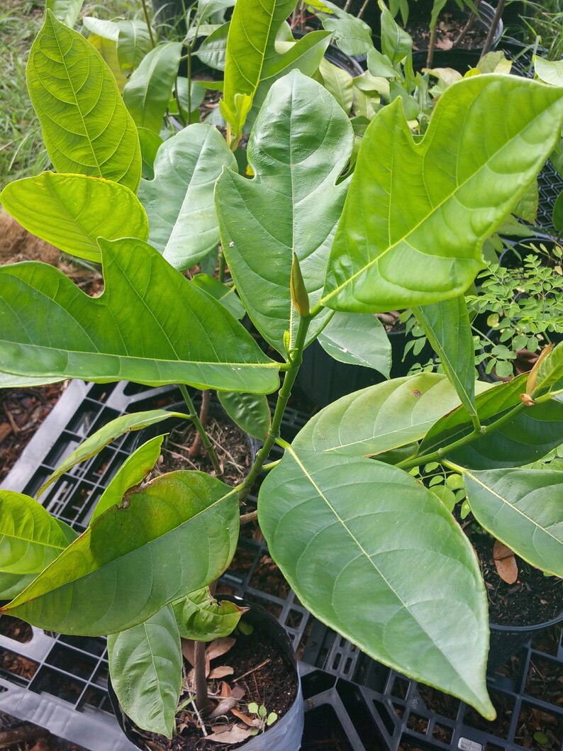 Jackfruit Tree Live Plant Save on Shipping Strong Roots Etsy