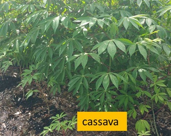 4 Cassava Cuttings with NO ROOTS (Manihot Esculenta, Yucca, Manioc)