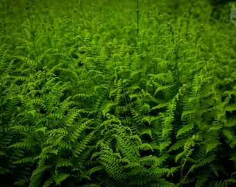 Ferns Nature photography - Digital Print Download