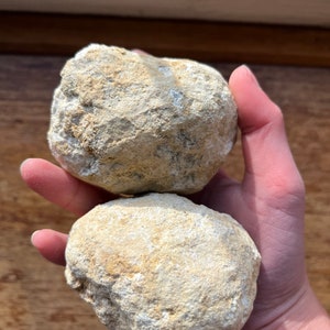 Könnte beinhalten: Zwei abgerundete, beige Steine mit strukturierten Oberflächen werden in einer Hand gehalten. Die Steine weisen eine Mischung aus hellen und dunkleren Beigetönen auf, was auf natürliche Verwitterung hindeutet. Der Hintergrund ist eine Holzoberfläche.