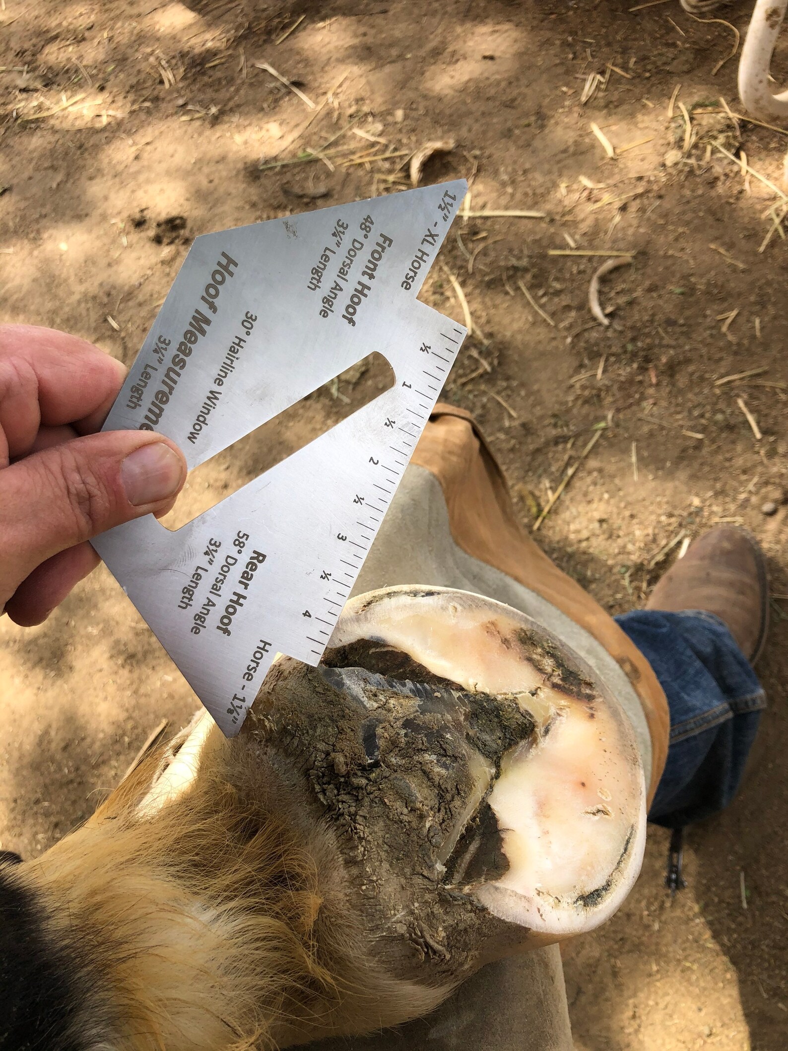 Hoof Measurement Tool Etsy