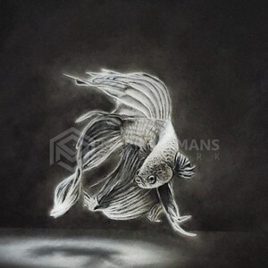 Betta Charcoal Portrait