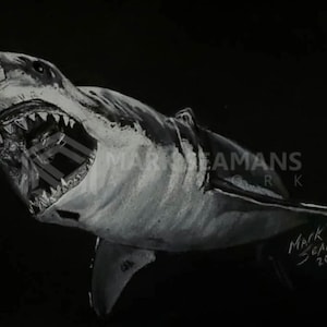 Great White Shark Charcoal Portrait
