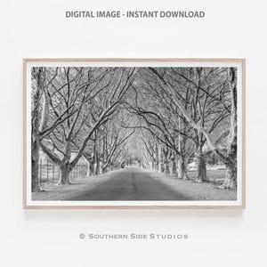 May include: A black and white photograph of a long, tree-lined road. The trees are bare and the road is empty. The image is taken from a low angle, looking up at the trees.