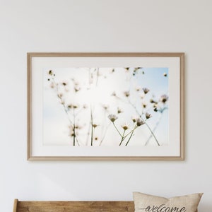 Wild Daisies