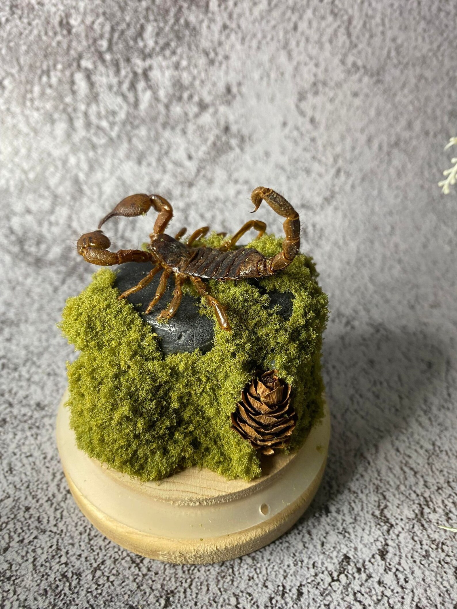 Real Scorpion Glass Frame Entomology Collectable Keepsake Etsy Australia