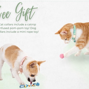 two cats playing with toys, one cat wearing a pink collar and the other wearing a blue collar.