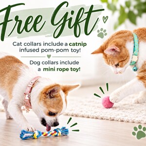 two cats playing with toys, one cat wearing a pink collar and the other wearing a blue collar.