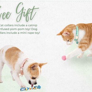 two cats playing with toys, one cat wearing a pink collar and the other wearing a blue collar.