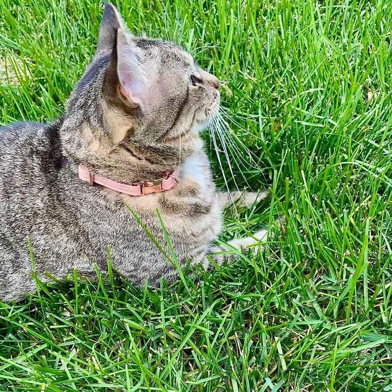 A gray cat with a pink collar is lying on a lush green lawn, looking off to the side.