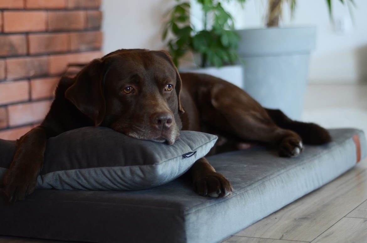 Ross clearance dog beds