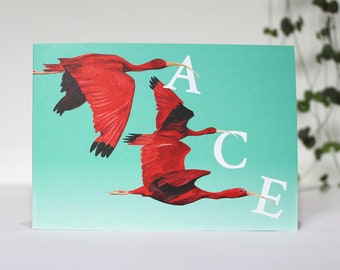 Flying Scarlet Ibis 'ACE' Birthday, Celebration or Greeting Card