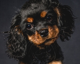 Cavalier King Charles Spaniel Puppy