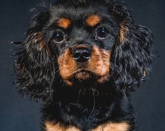 Cavalier King Charles Spaniel Puppy