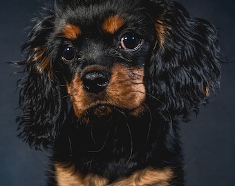 Cavalier King Charles Spaniel Puppy