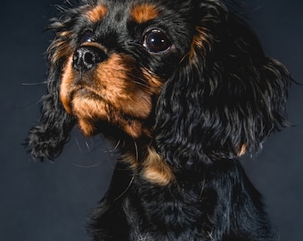 Cavalier King Charles Spaniel Puppy