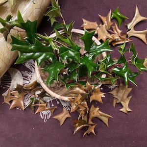 Holly Leaves, Protection, Evil Spirits, Good Luck During Yule, Dreams, Lightning, Pagan, Witchcraft
