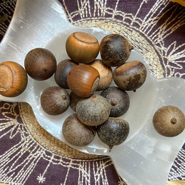 Small Acorns Without Caps, Prosperity, Furtileetee, Male Potenscee, Good Luck, Purity, Keep Away Evil, All Natural, Pagan