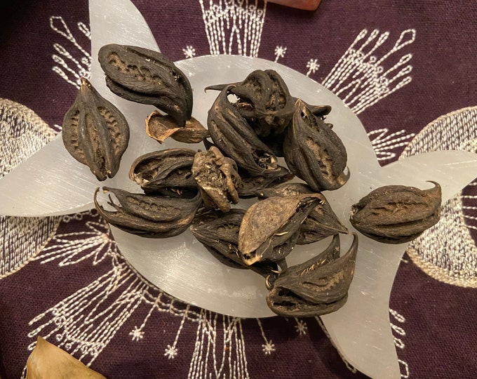 DEVIL HEAD Pods, BAT Head Pods, Bats Head Roots, Goats Head Root. Only