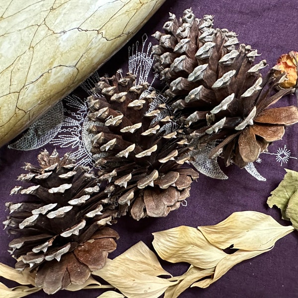 Pinecones, Release Negativity and Fears, Yule Decoration, Finances, Strength, Perseverance, Horned One Offering, All Natural