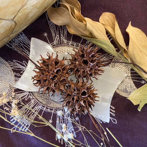 Witch’s Burrs, Sweet Gum Balls, Ultimate Protection, Spiky Balls