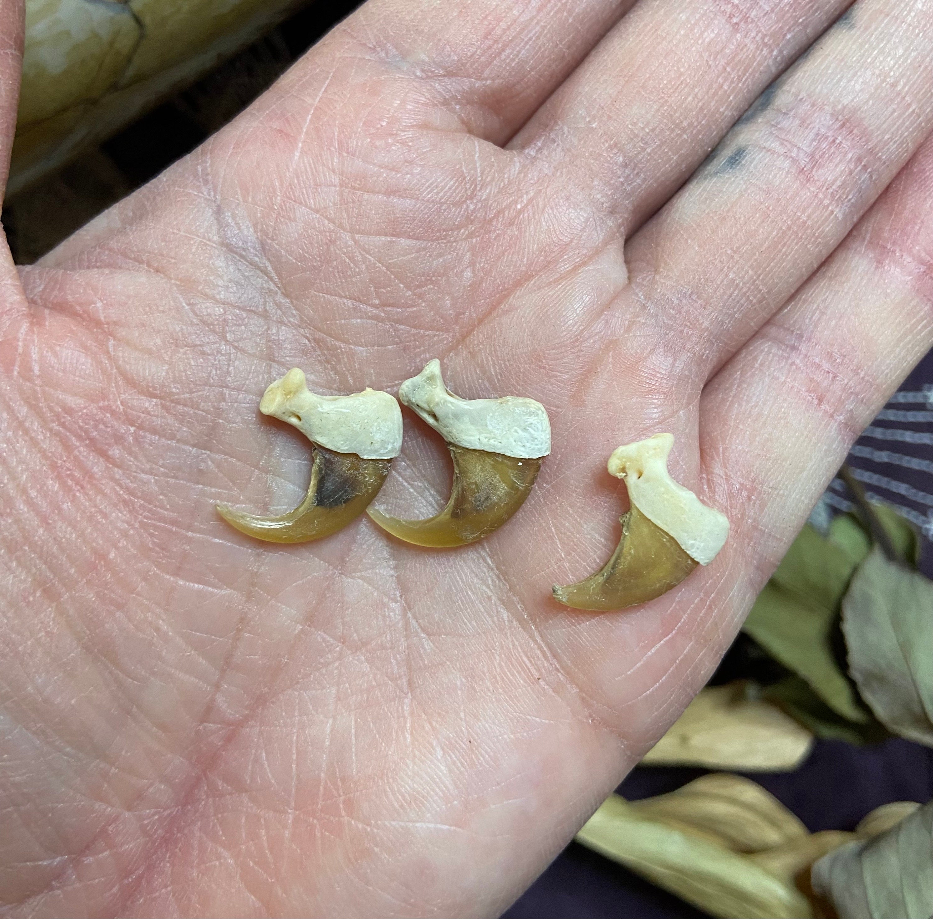 Buy Tooth Nail Claw Online In India - Etsy India