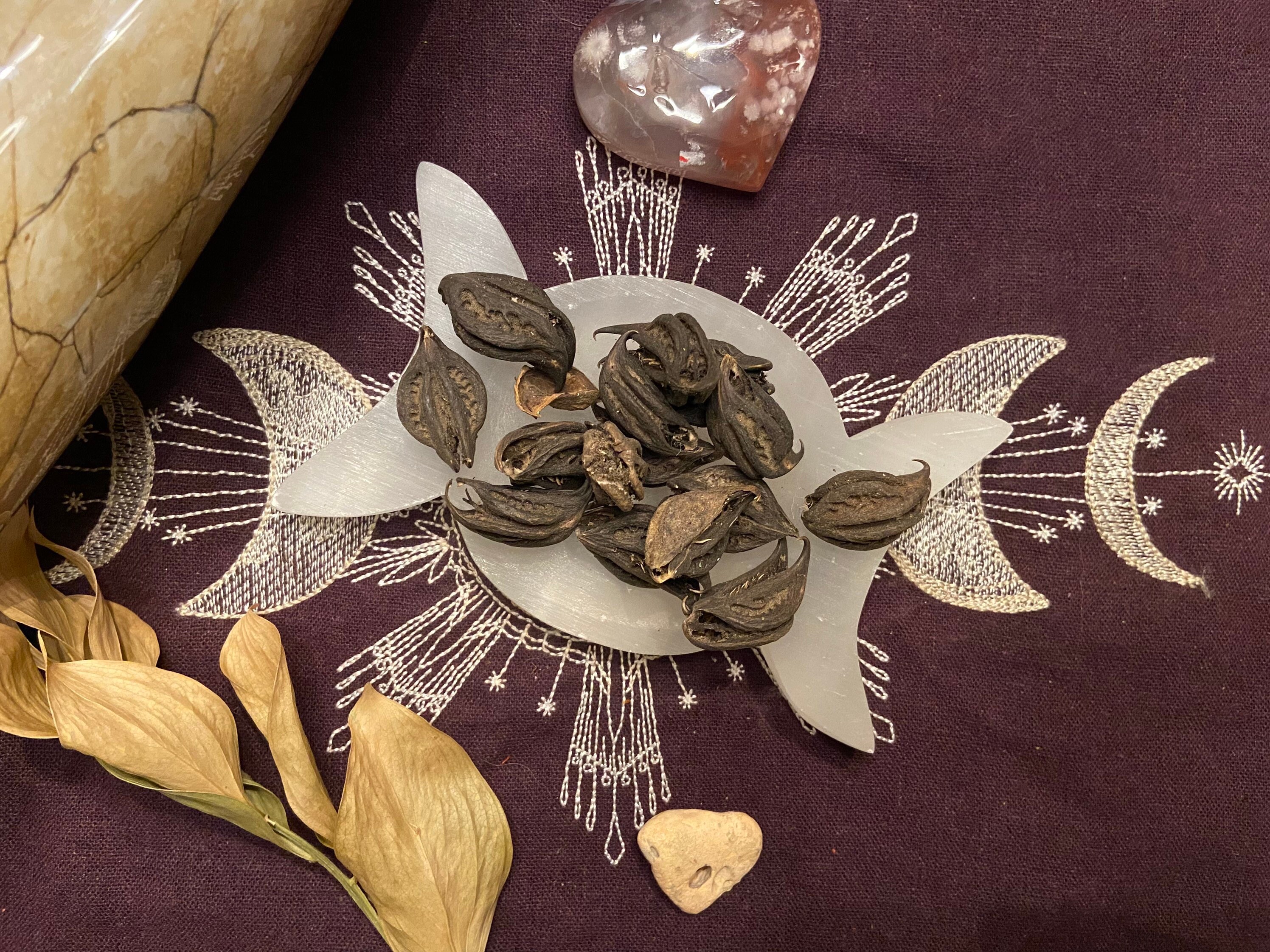 Bats Head Root, Protection, Dispelling Unwanted Company, Banishing