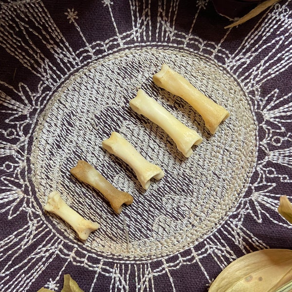 Small Natural Coyote Knuckle Bones, Ethically Sourced Natural Bone, Real Bone