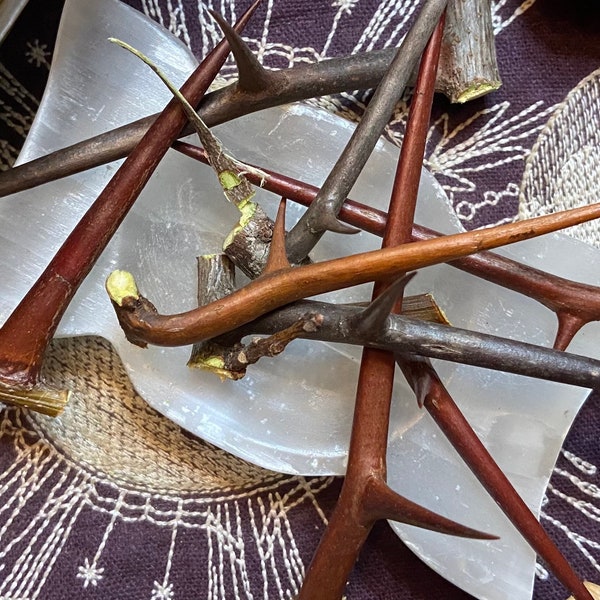 Black Locust Thorns, 1-4 Inches, Rites of Defense, Blessings, Power, Curse And Hex, Courage, Pagan, Witchcraft