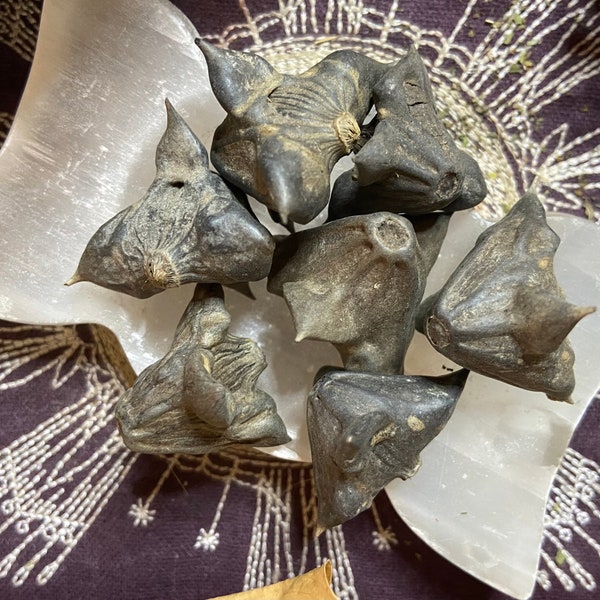 Trapa Natans, Devil Pods, Water Caltrops, Protection from Evil Spirits, Luck