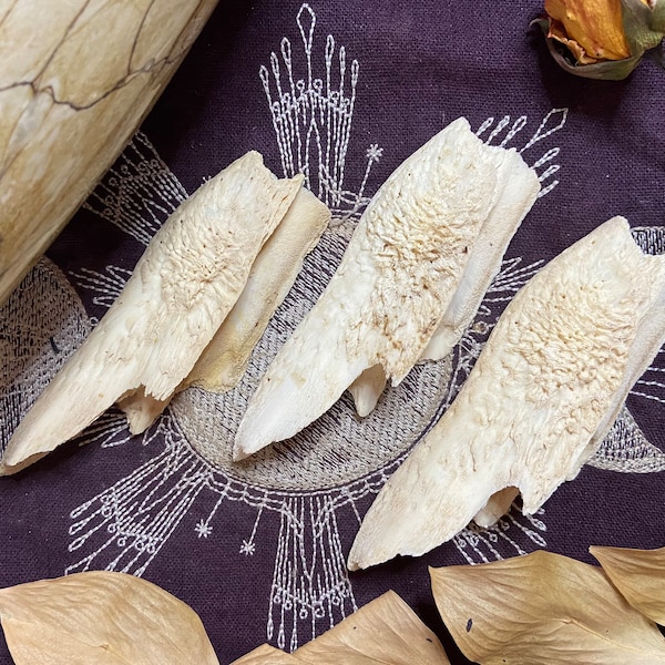 One Ethically Sourced Alligator Maxilla Bone Half, Real Bone, Pagan, Witchcraft, Metaphysical