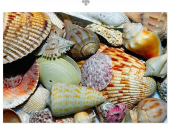 Schelpen puzzel van 1000 stukjes – Strand Oceaan Kust Natuur Cadeau