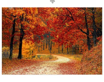Autumn Forest 1000 Piece Jigsaw Puzzle – Fall Foliage Nature Landscape Gift