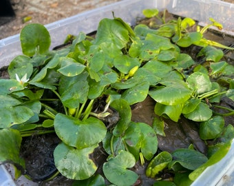 Nymphaea Thermarum