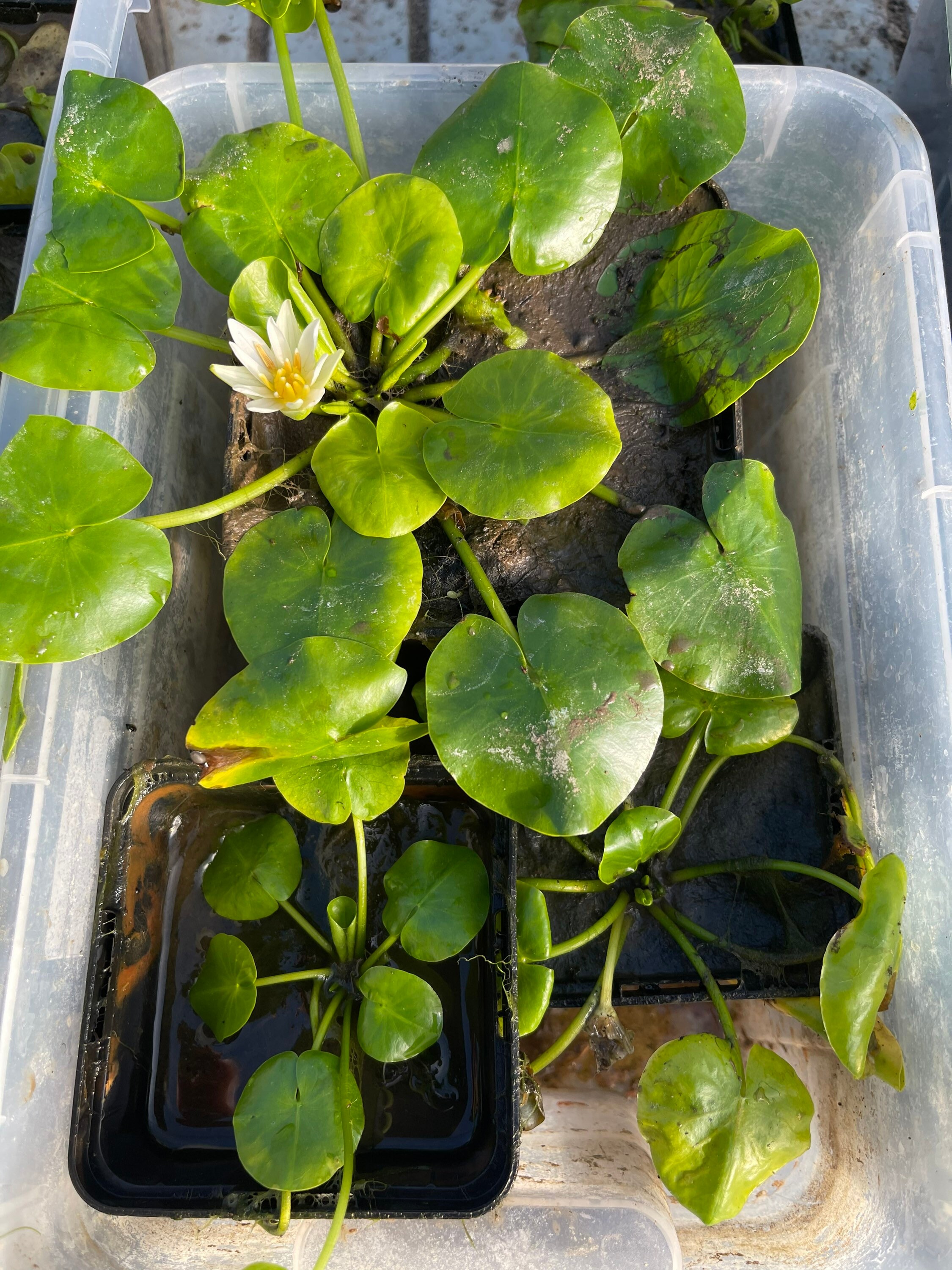 Nymphaea Thermarum - Etsy Israel