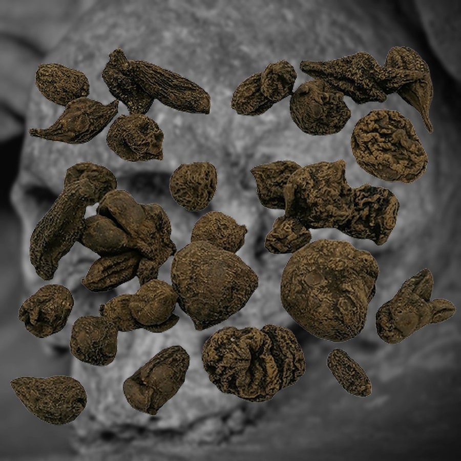 High John Le Conquérant Root