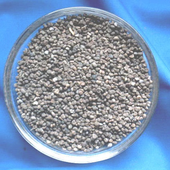 Graines de Musc | Hibiscus Abelmoschus 50Gr