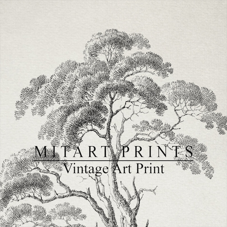 Antique Tree Sketch Print Vintage Tree Etching Art Antique Etsy