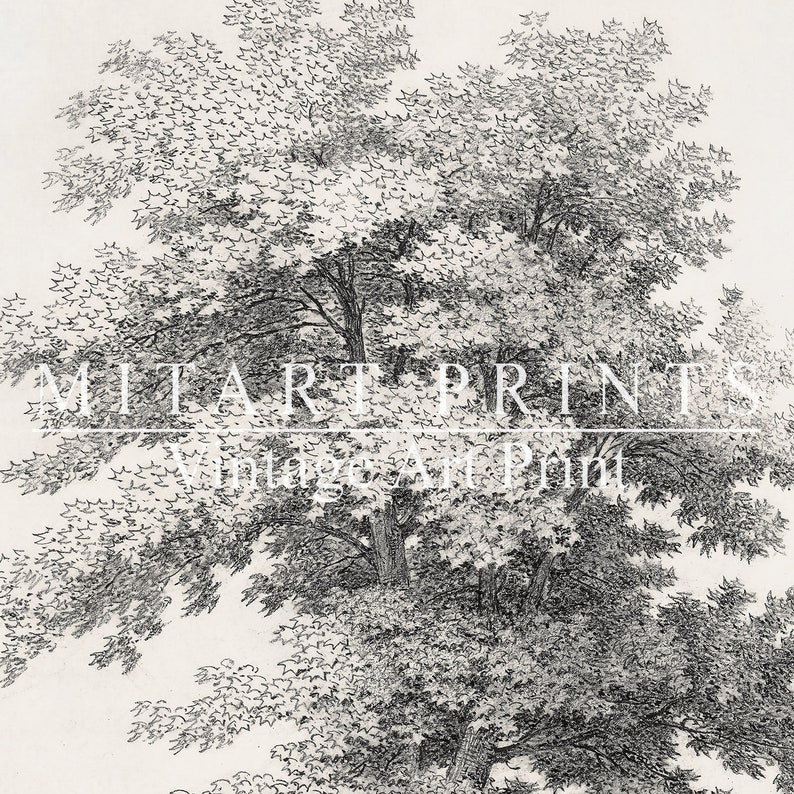 Vintage Tree Print Neutral Tree Sketch Drawing Printable Etsy