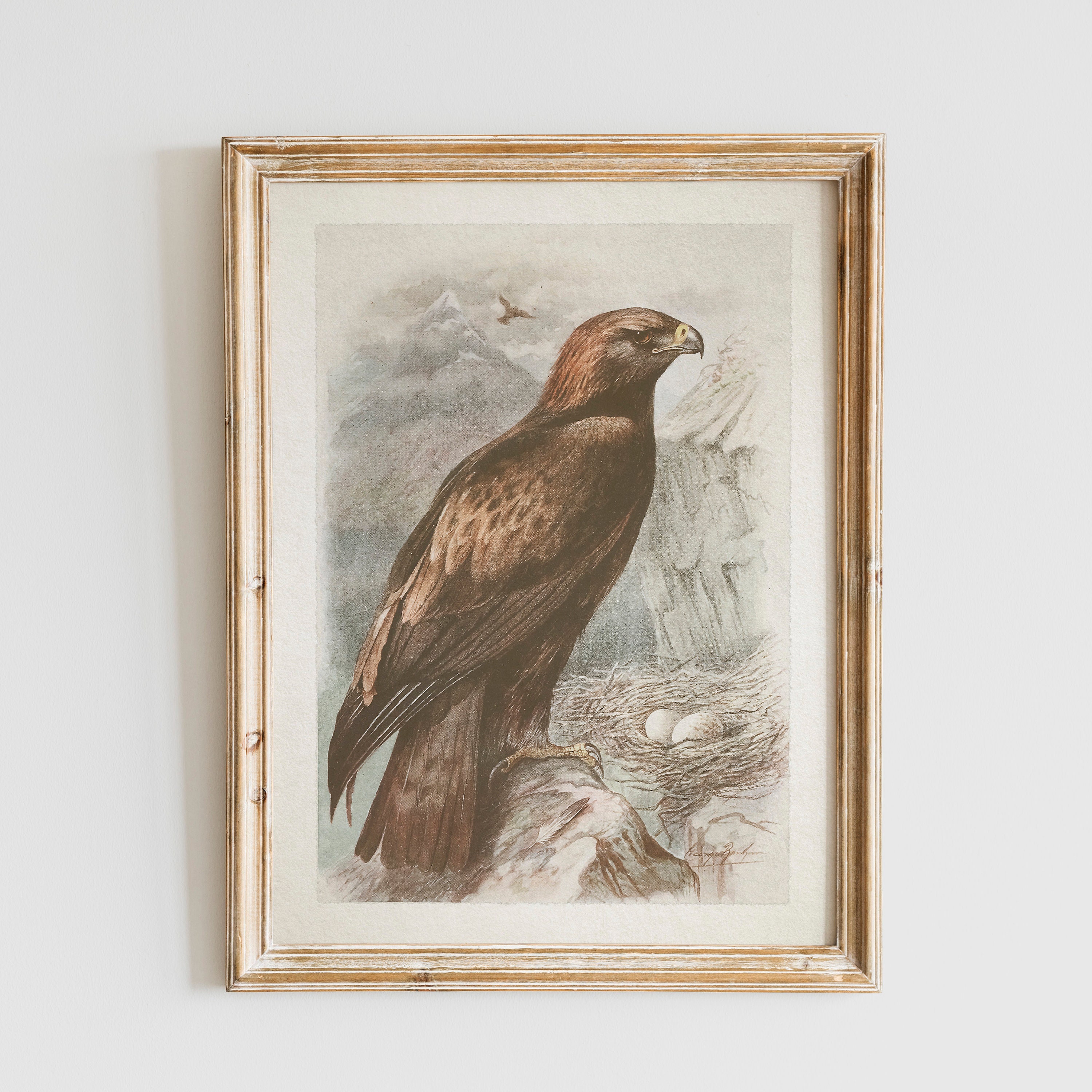 Vintage Golden Eagle Print, Bird Art Illustration, Printable Wall Art ...