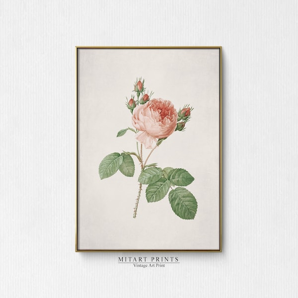 Pintura de arte rosa vintage, Impresión de flores antiguas imprimibles, Arte mural botánico, Arte mural minimalista, Impresión descargable