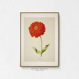 Vintage Zinnia Flower Painting, Antique Botanical Watercolor Print, Neutral Wall Art, Red Floral Printable Art, Printable Farmhouse Decor