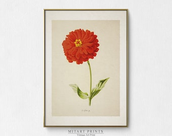 Vintage Zinnia Blumen Gemälde, Antiker Botanischer AquarellDruck, neutrale Wandkunst, rote Florale druckbare Kunst, druckbares Bauernhaus Dekor