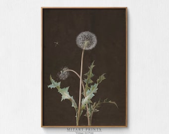 May include: A vintage botanical illustration of a dandelion with a dark brown background. The dandelion is white and fluffy with green leaves. The text "MITART PRINTS Vintage Art Print" is at the bottom of the image.
